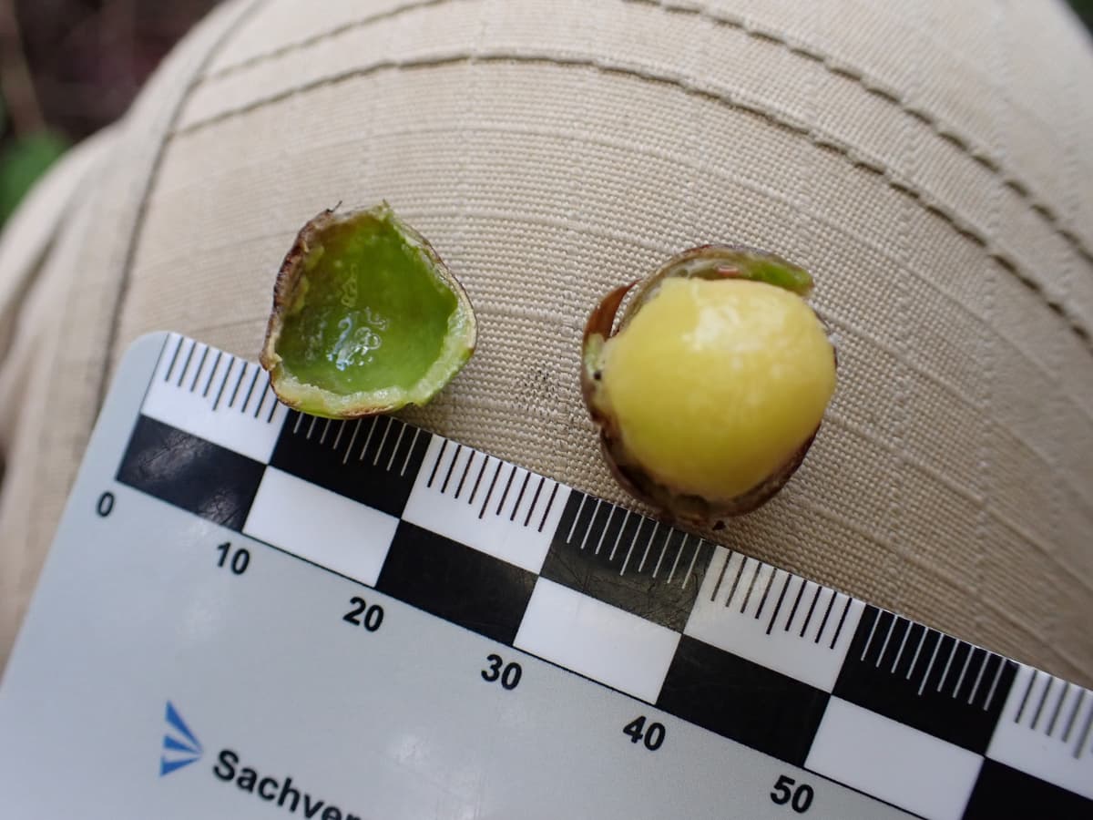 Botanical specimen of Chrysalidocarpus Decipiens.