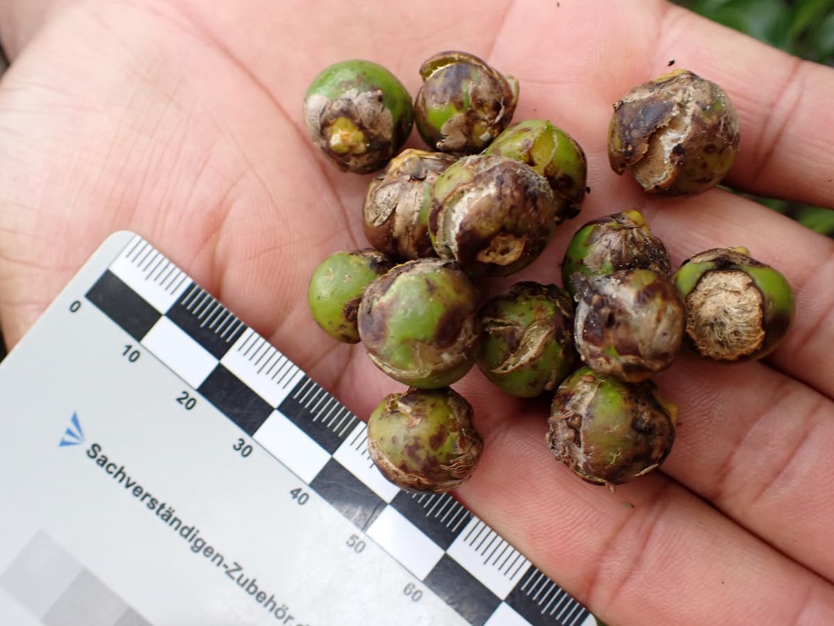 Botanical specimen of Chrysalidocarpus Decipiens.