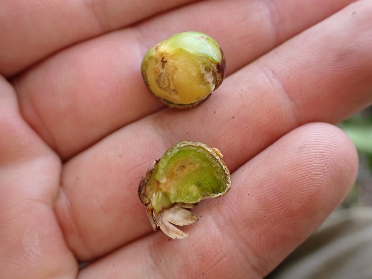 Botanical specimen of Chrysalidocarpus Decipiens.