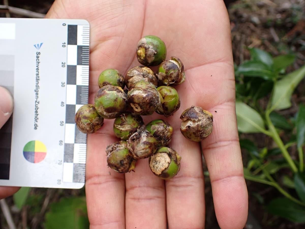 Botanical specimen of Chrysalidocarpus Decipiens.