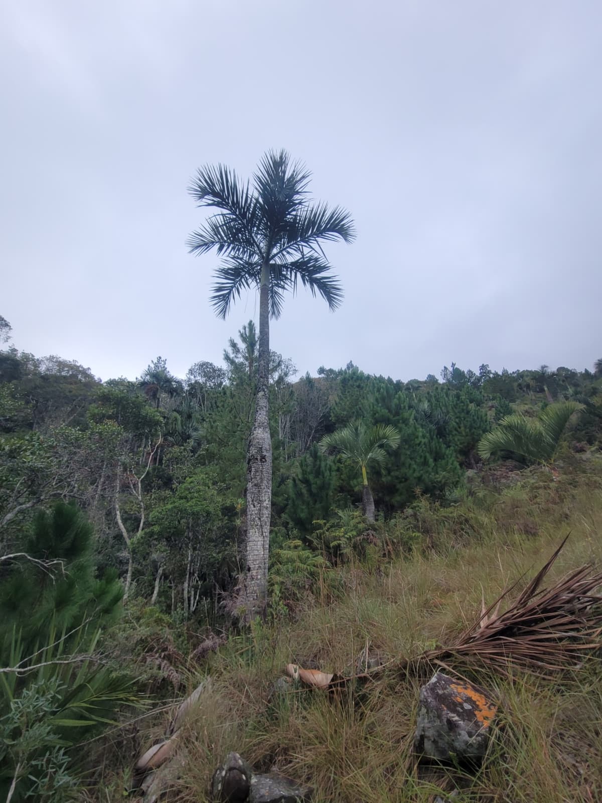 Botanical specimen of Chrysalidocarpus Decipiens.