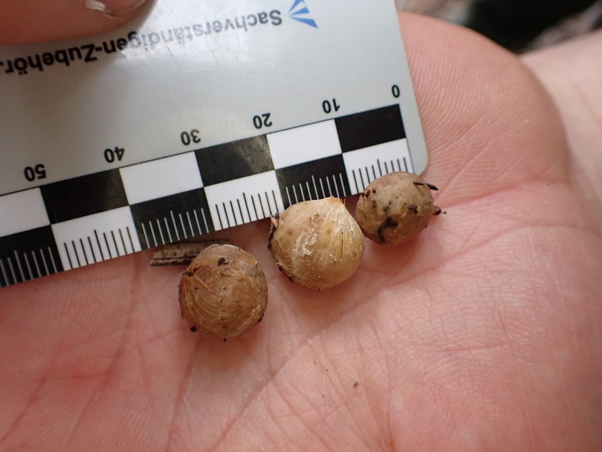 Botanical specimen of Chrysalidocarpus Decipiens.