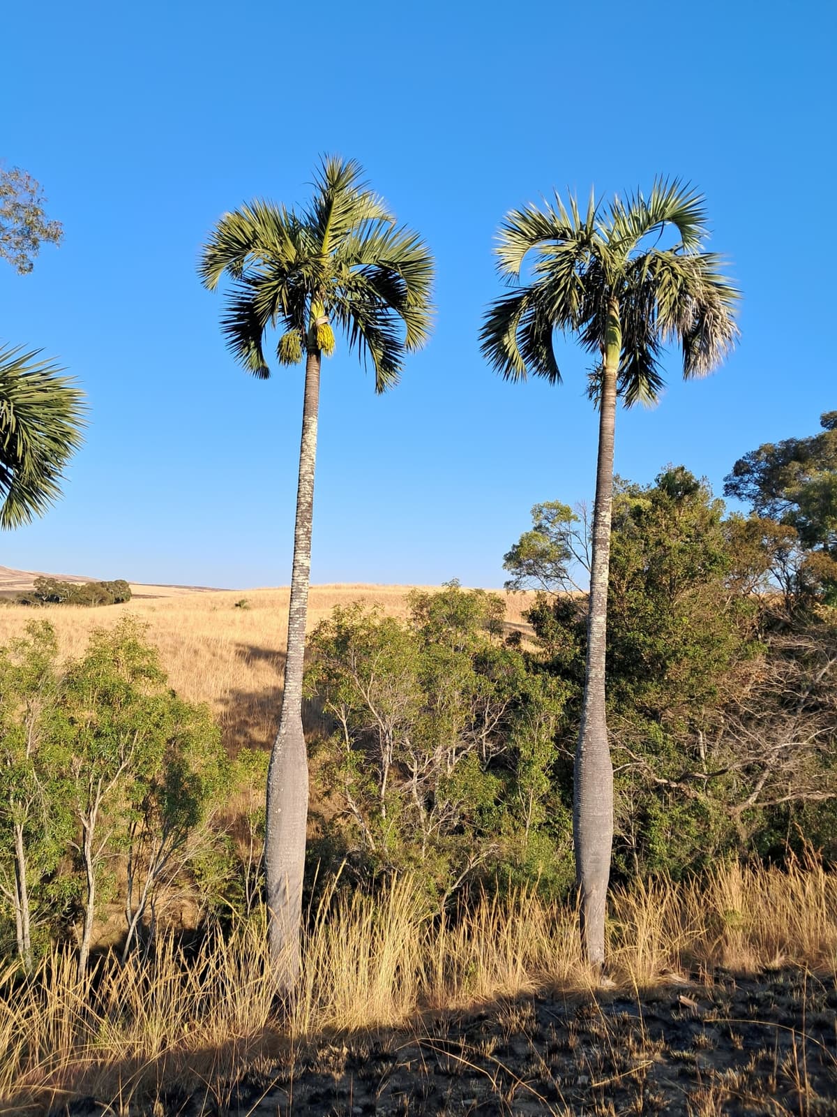 Botanical specimen of Chrysalidocarpus Decipiens.