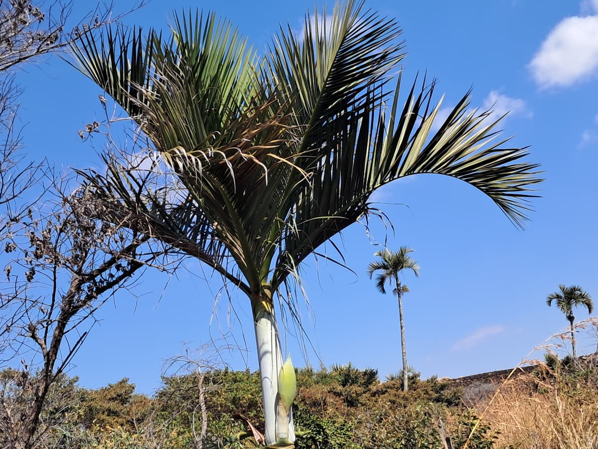 Botanical specimen of Chrysalidocarpus Decipiens.