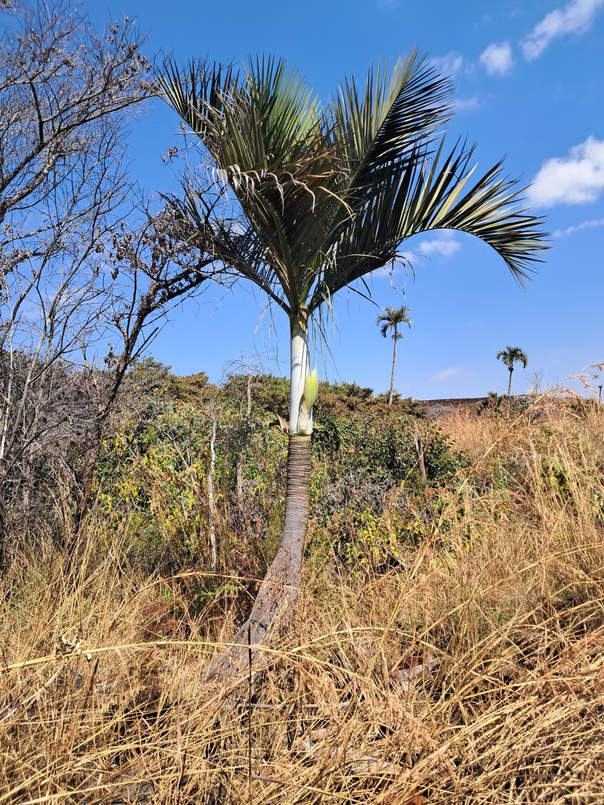 Botanical specimen of Chrysalidocarpus Decipiens.