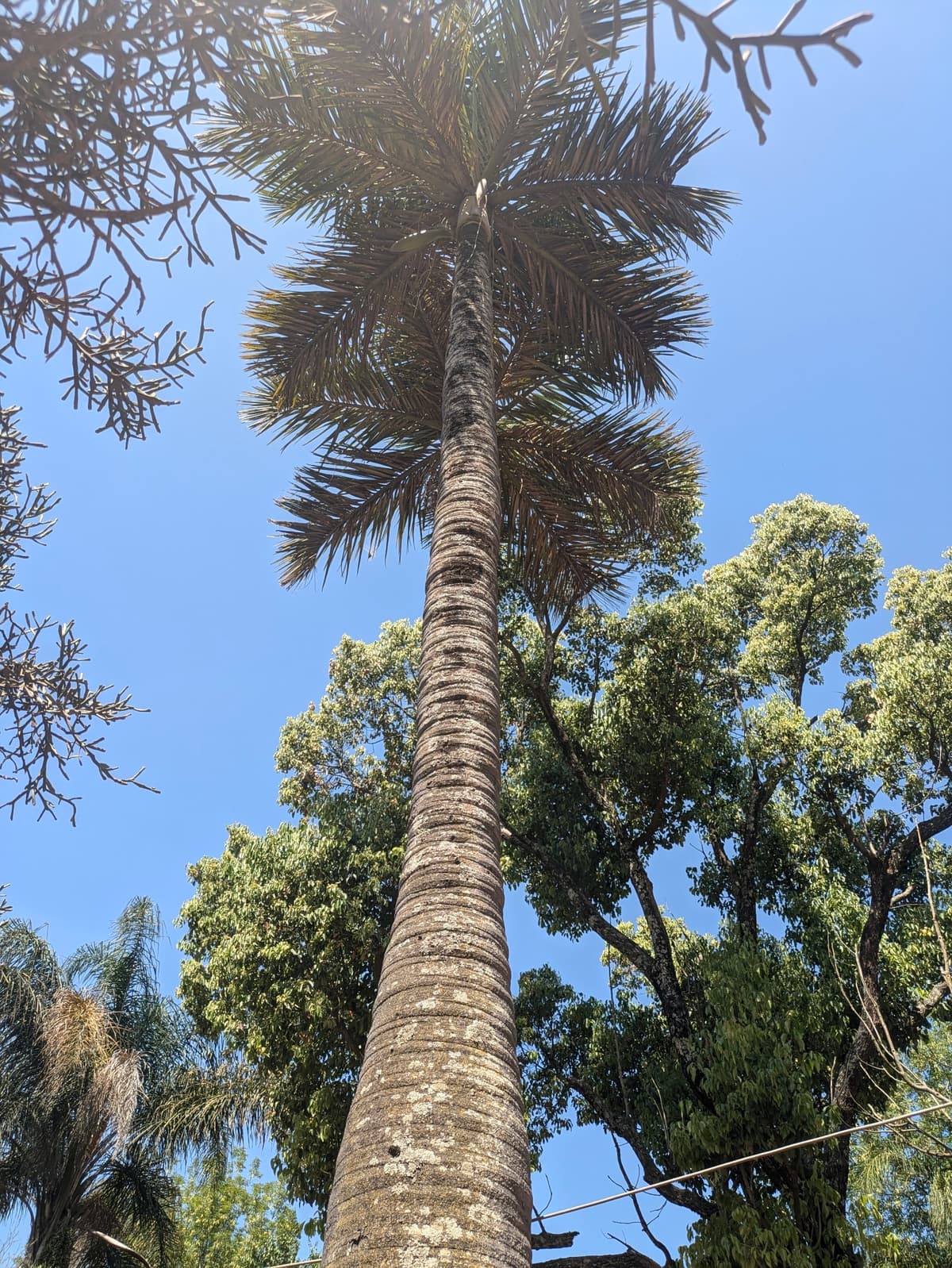 Botanical specimen of Chrysalidocarpus Decipiens.