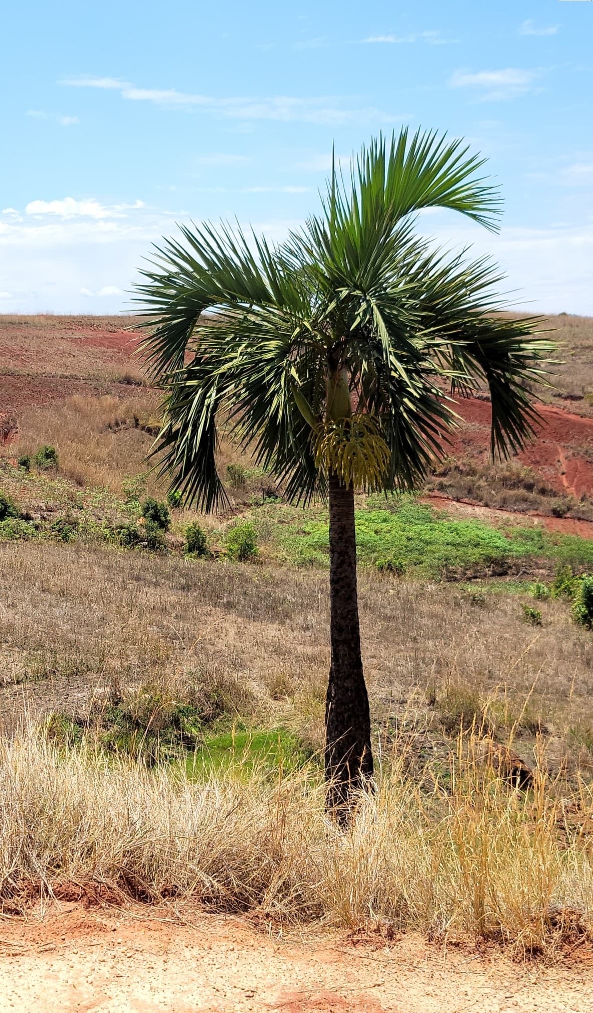 Botanical specimen of Chrysalidocarpus Decipiens.