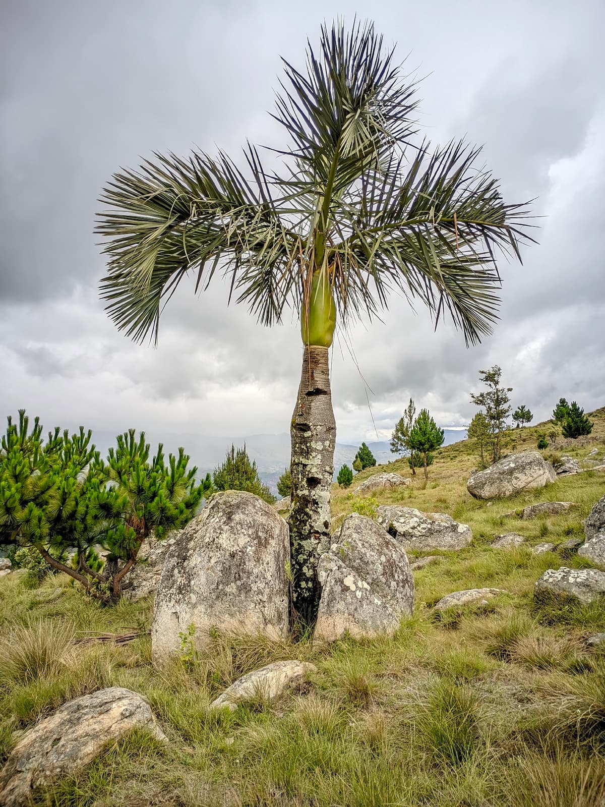 Botanical specimen of Chrysalidocarpus Decipiens.