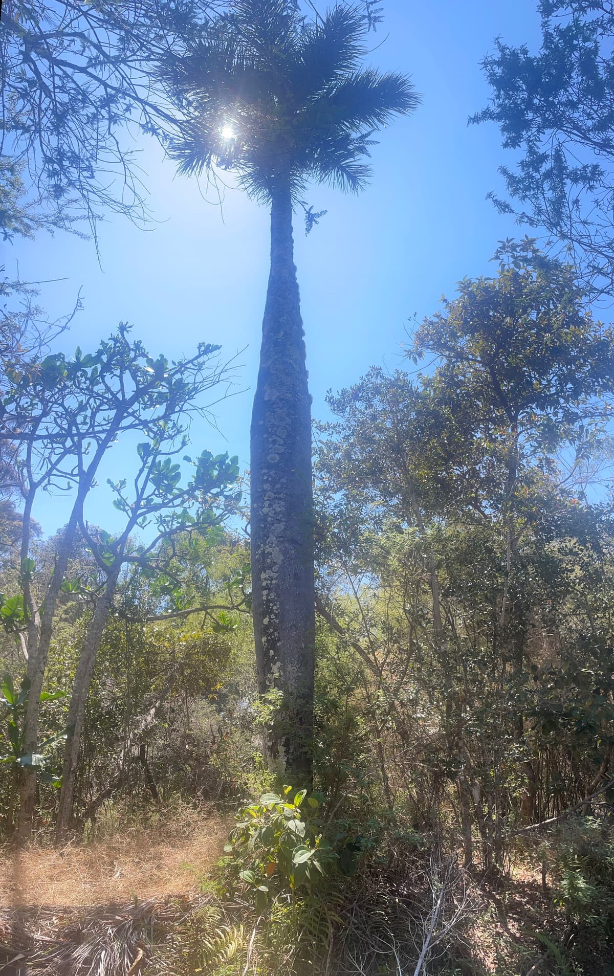 Botanical specimen of Chrysalidocarpus Decipiens.