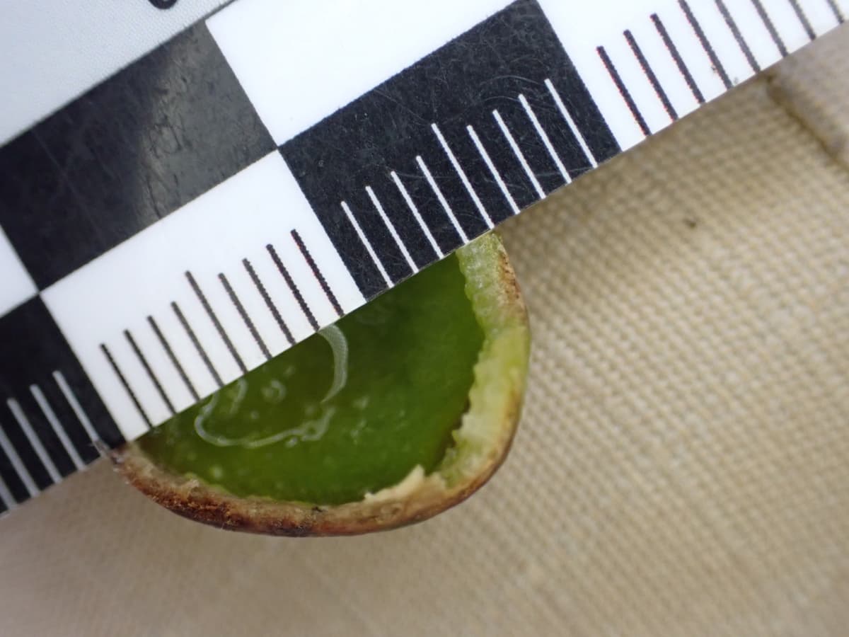 Botanical specimen of Chrysalidocarpus Decipiens.
