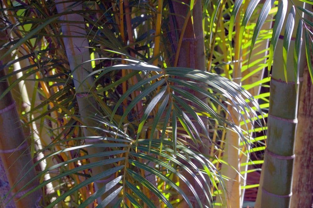 Botanical specimen of Chrysalidocarpus Lutescens.