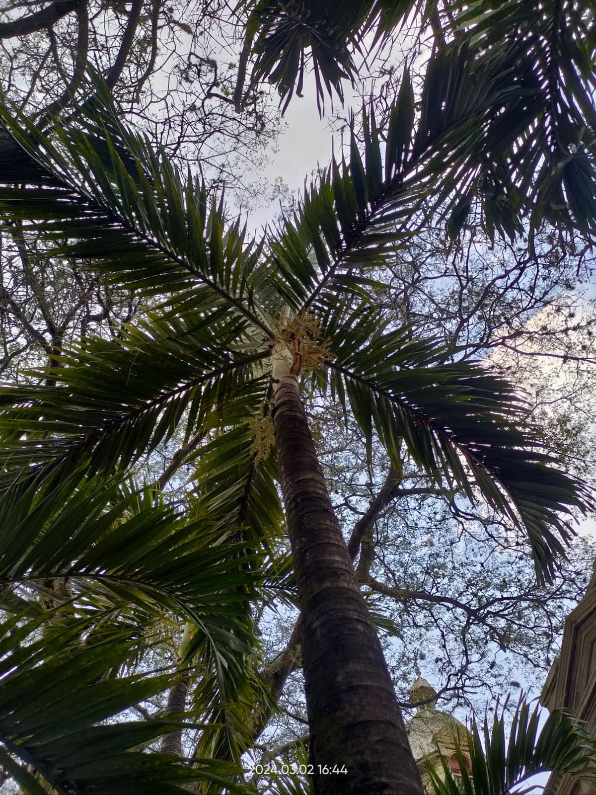 Botanical specimen of Chrysalidocarpus Lutescens.