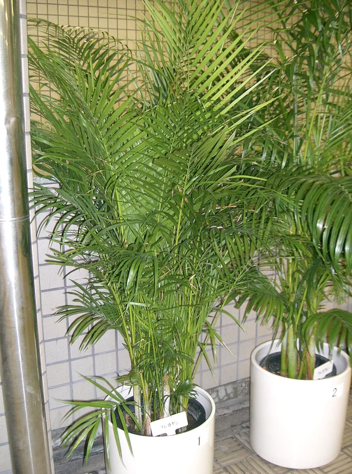 Botanical specimen of Chrysalidocarpus Lutescens.