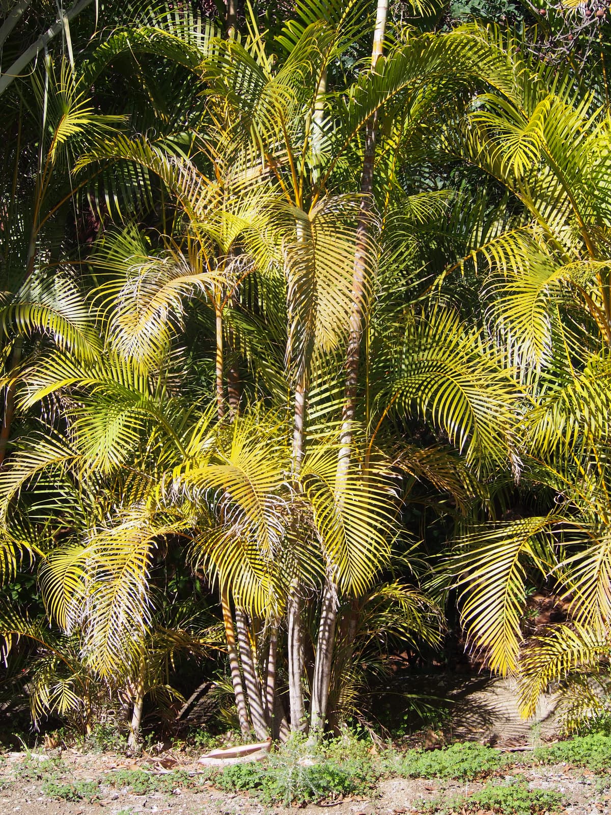 Botanical specimen of Chrysalidocarpus Lutescens.