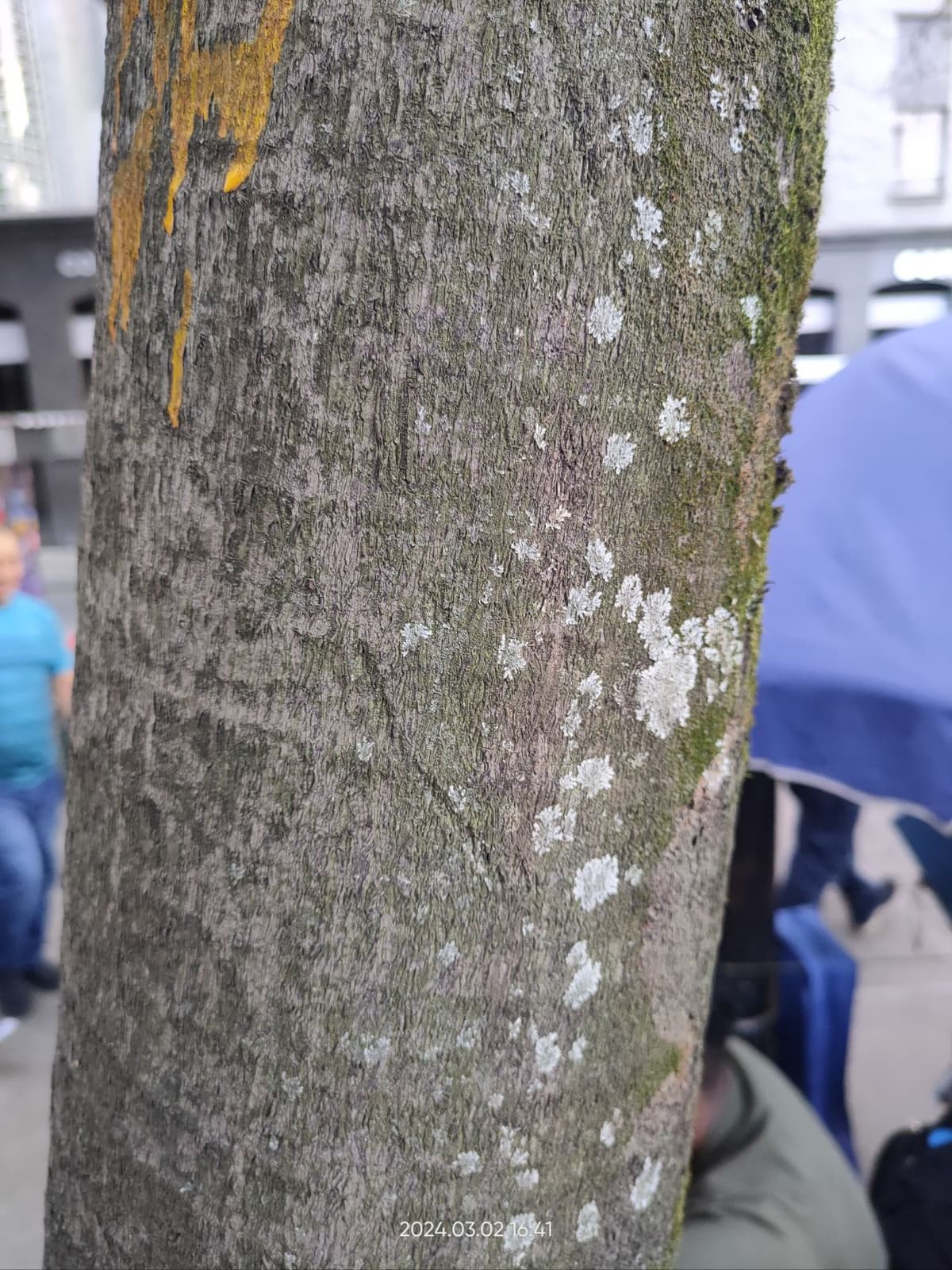 Botanical specimen of Chrysalidocarpus Lutescens.