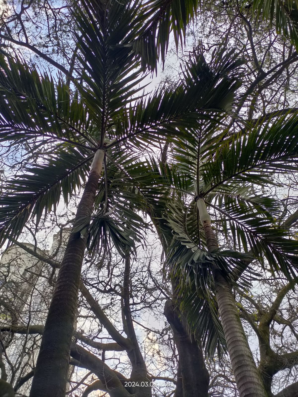 Botanical specimen of Chrysalidocarpus Lutescens.