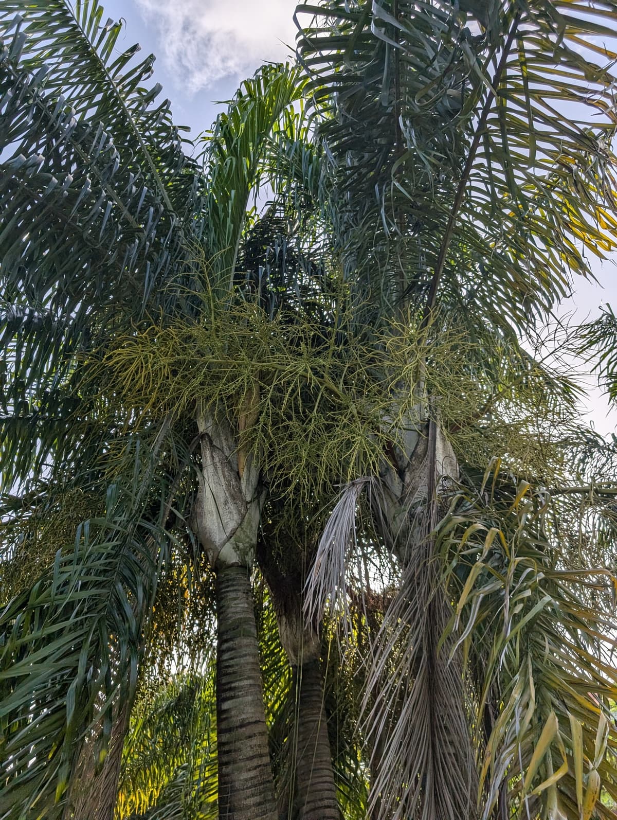 Botanical specimen of Chrysalidocarpus Madagascariensis.