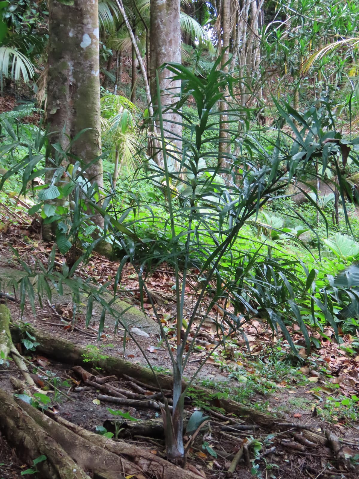 Botanical specimen of Chrysalidocarpus Madagascariensis.
