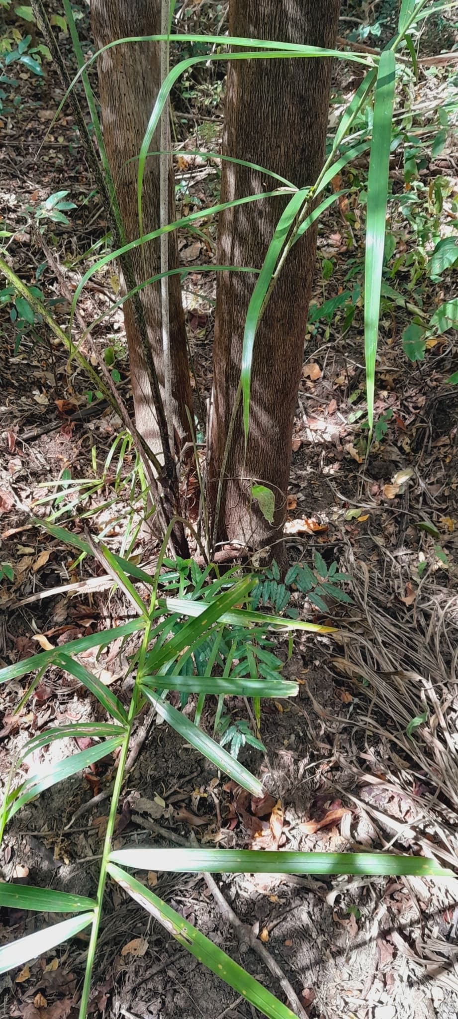 Botanical specimen of Chrysalidocarpus Madagascariensis.
