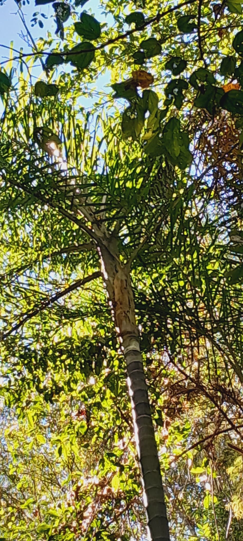 Botanical specimen of Chrysalidocarpus Madagascariensis.