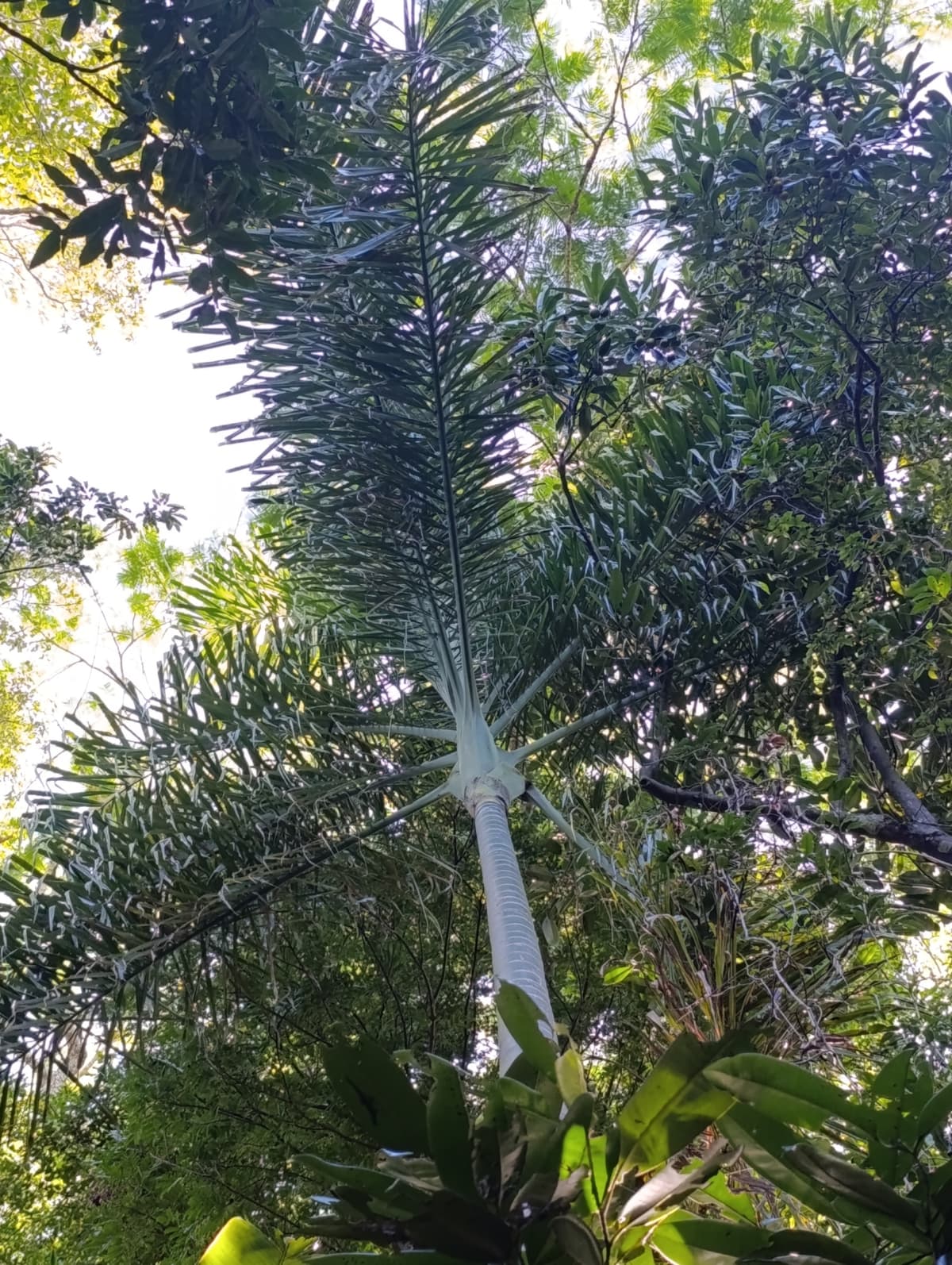 Botanical specimen of Chrysalidocarpus Madagascariensis.