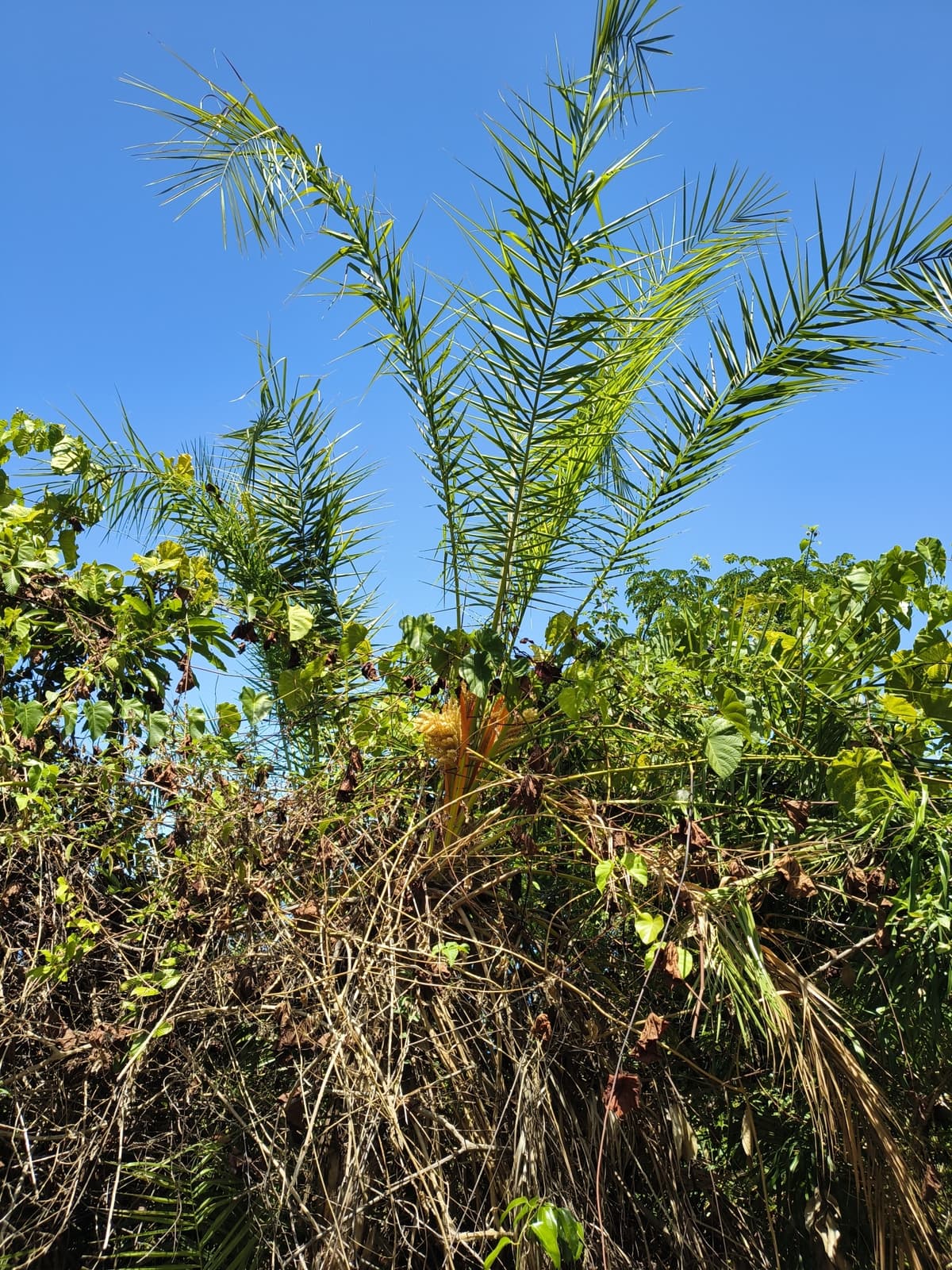 Botanical specimen of Chrysalidocarpus Madagascariensis.