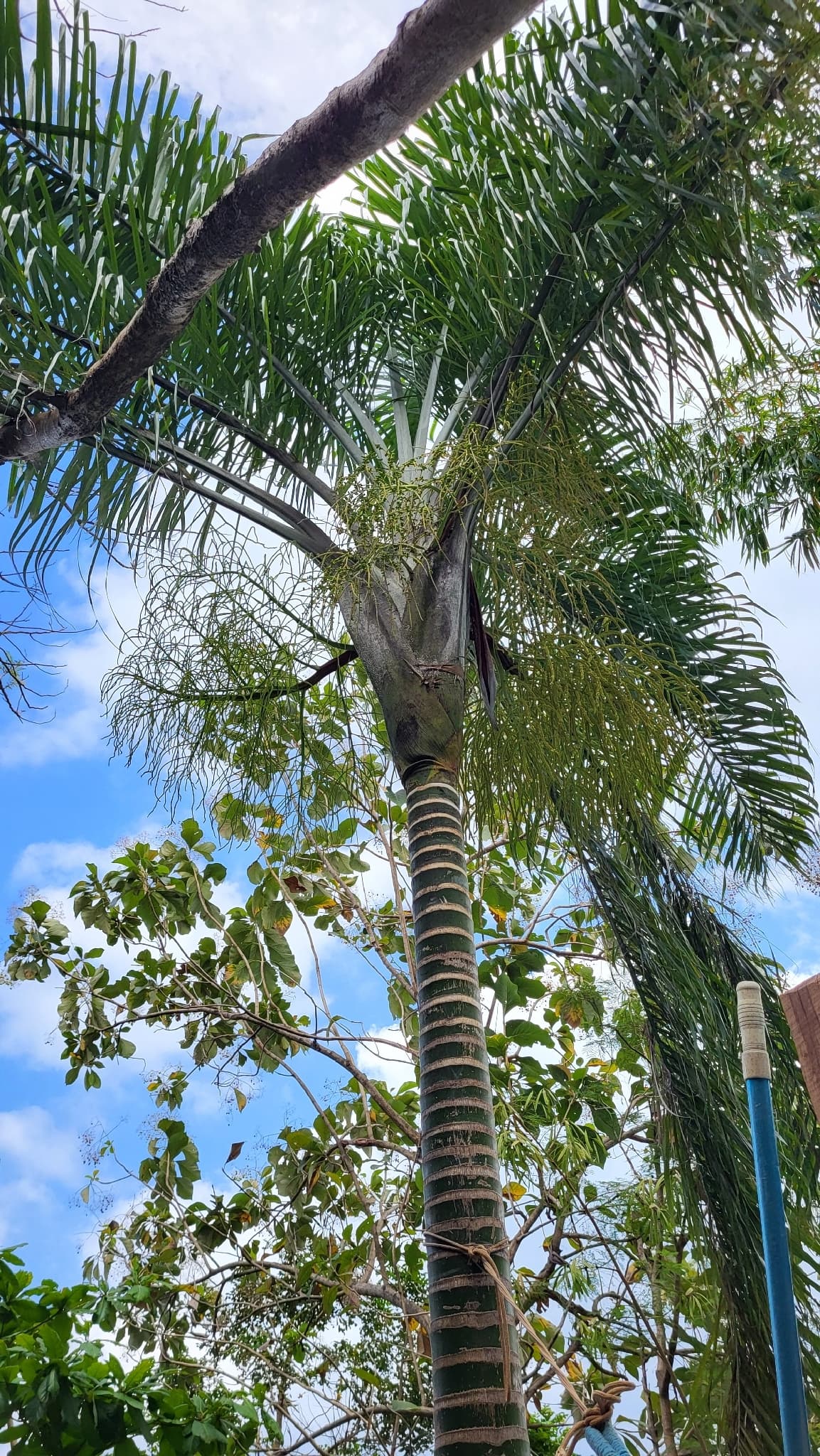 Botanical specimen of Chrysalidocarpus Madagascariensis.