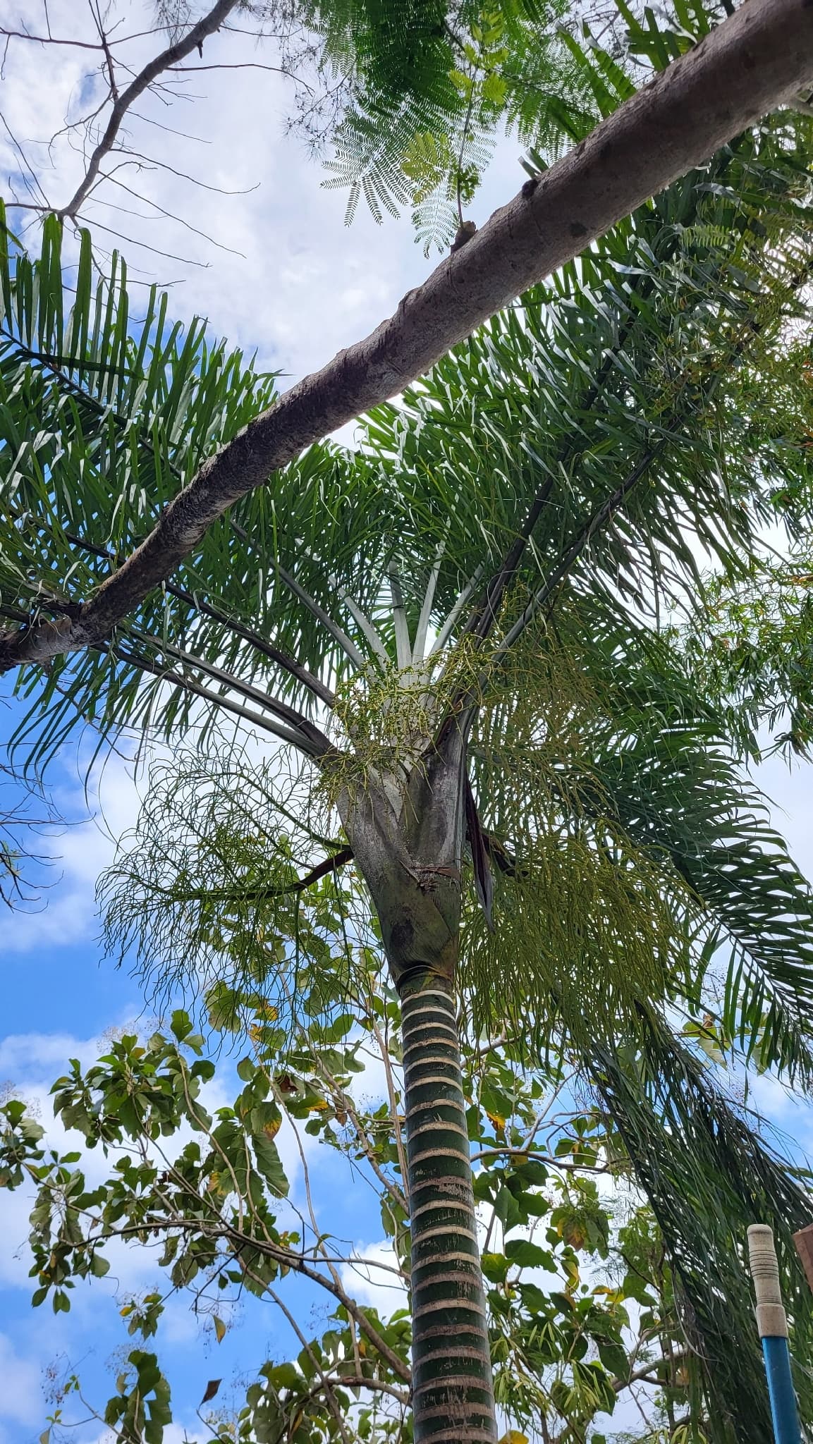 Botanical specimen of Chrysalidocarpus Madagascariensis.