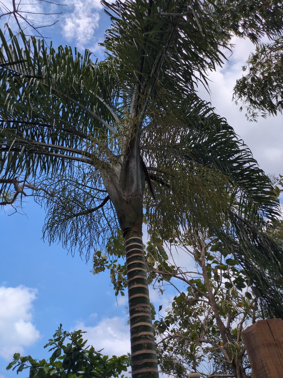 Botanical specimen of Chrysalidocarpus Madagascariensis.
