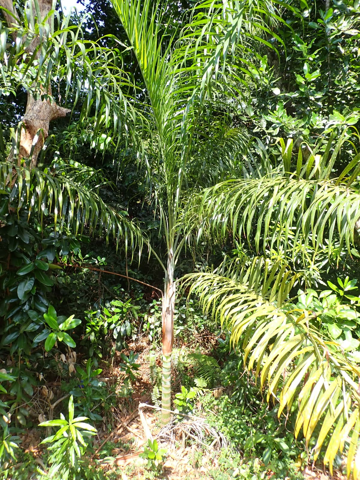 Botanical specimen of Chrysalidocarpus Madagascariensis.