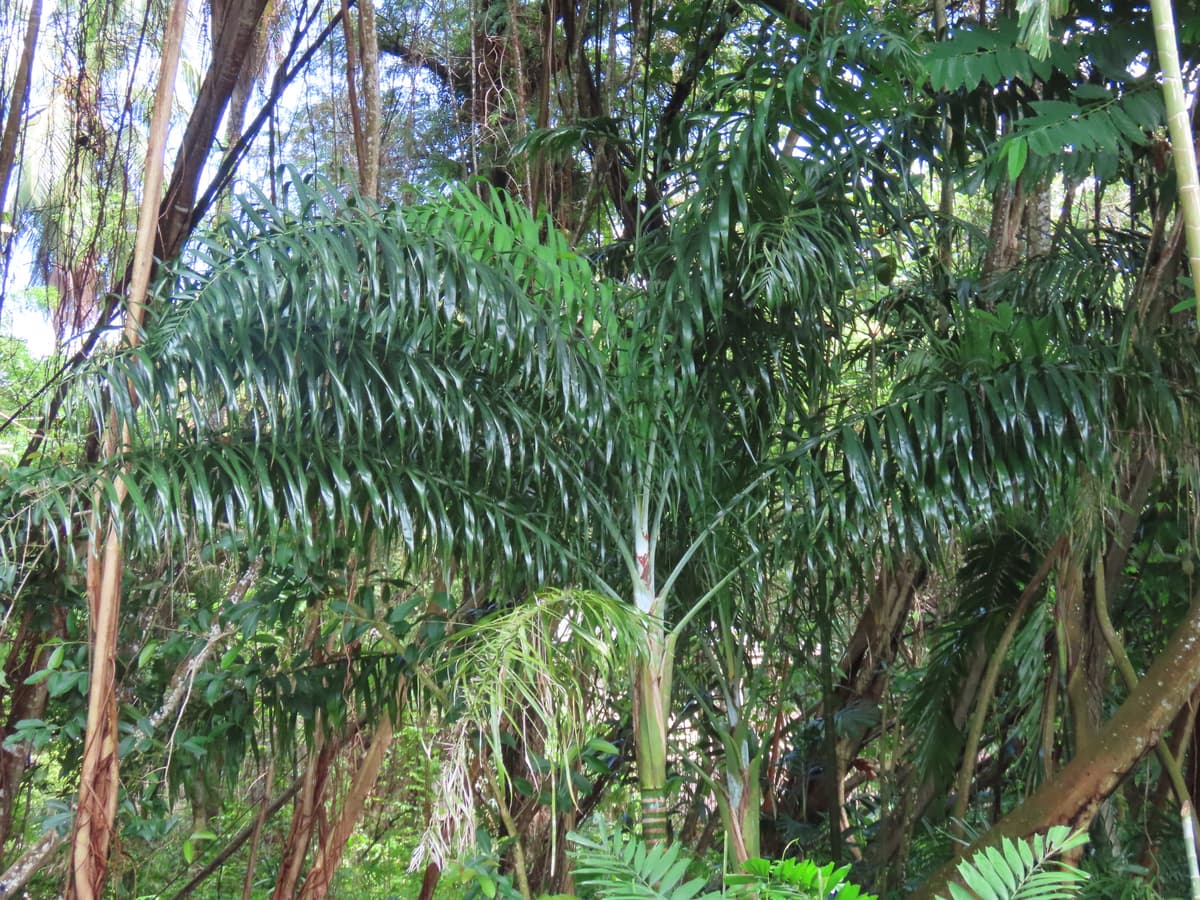 Botanical specimen of Chrysalidocarpus Madagascariensis.