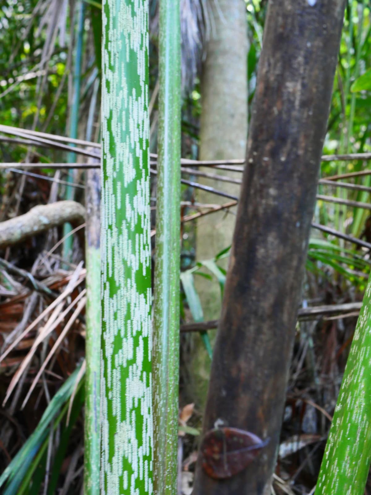 Botanical specimen of Chrysalidocarpus Mananjarensis.