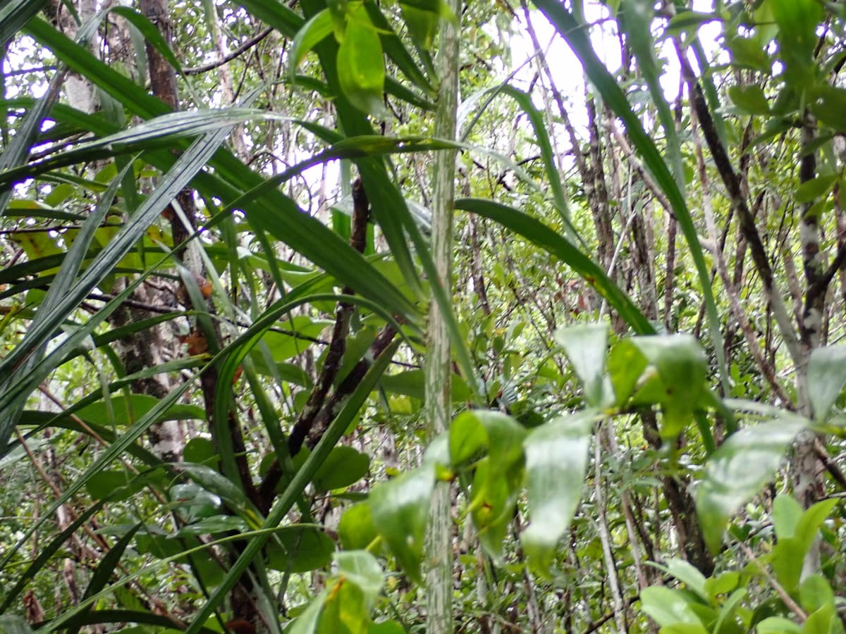 Botanical specimen of Chrysalidocarpus Mananjarensis.