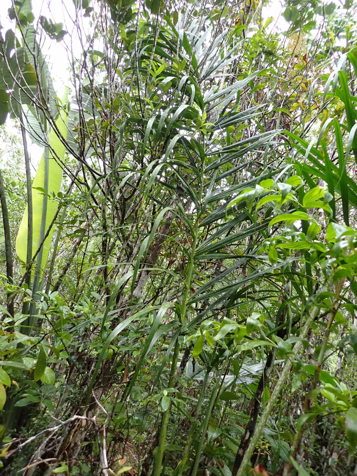 Botanical specimen of Chrysalidocarpus Mananjarensis.