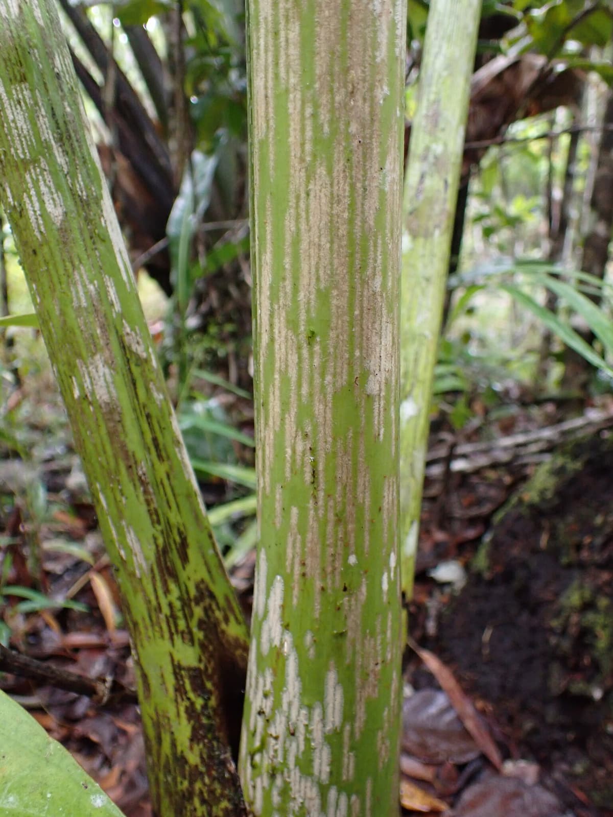 Botanical specimen of Chrysalidocarpus Mananjarensis.