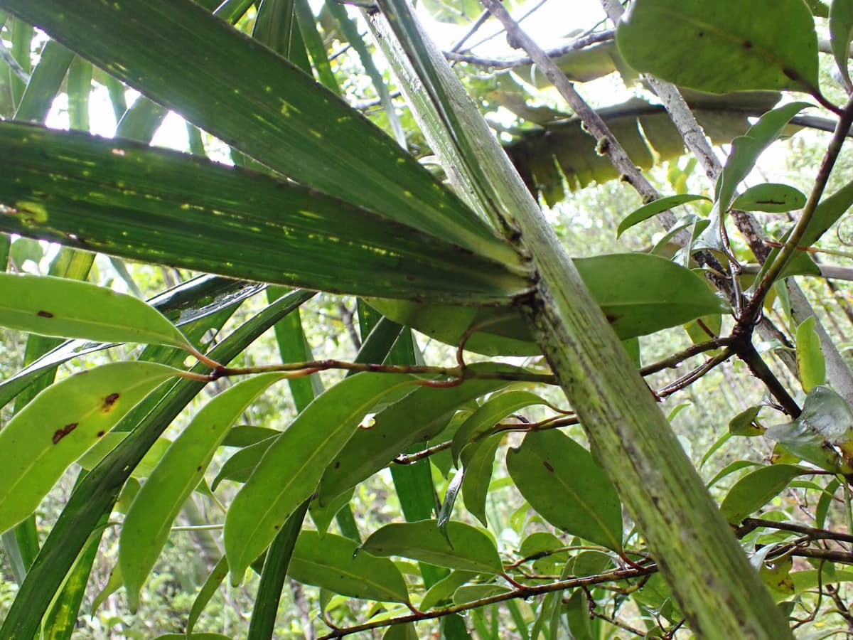 Botanical specimen of Chrysalidocarpus Mananjarensis.