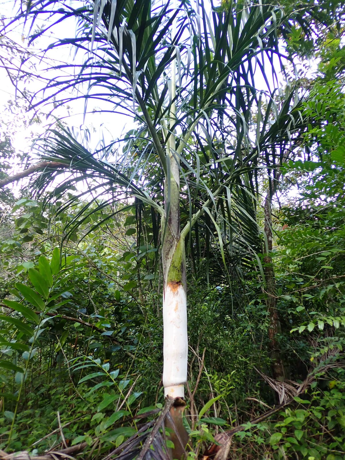 Botanical specimen of Chrysalidocarpus Mananjarensis.