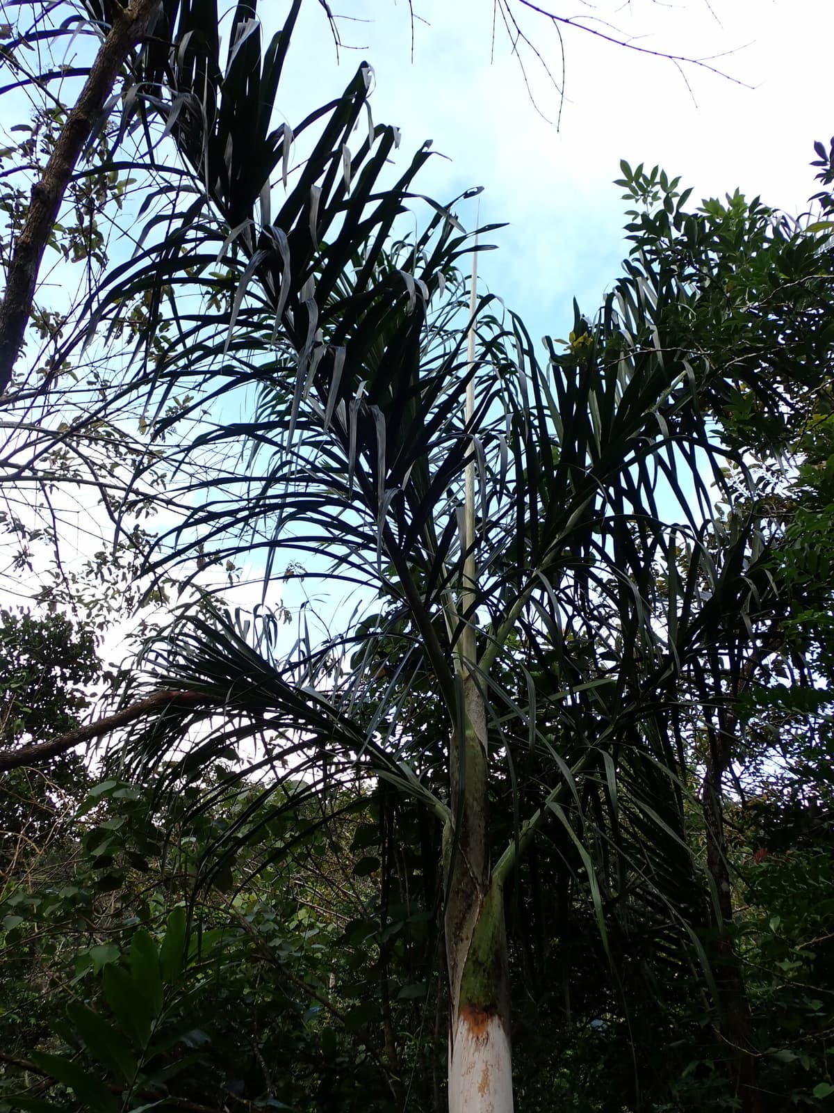 Botanical specimen of Chrysalidocarpus Mananjarensis.