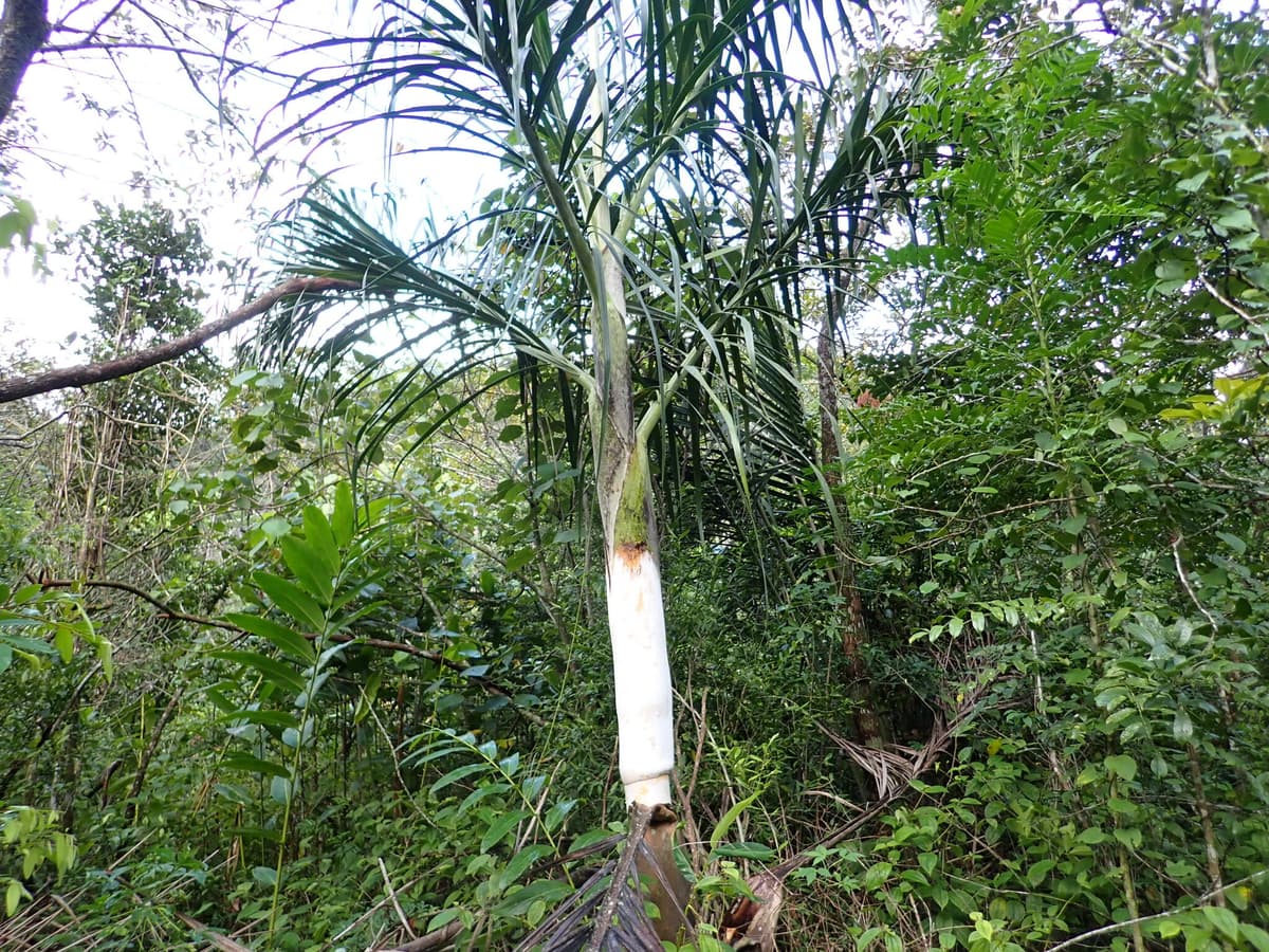 Botanical specimen of Chrysalidocarpus Mananjarensis.
