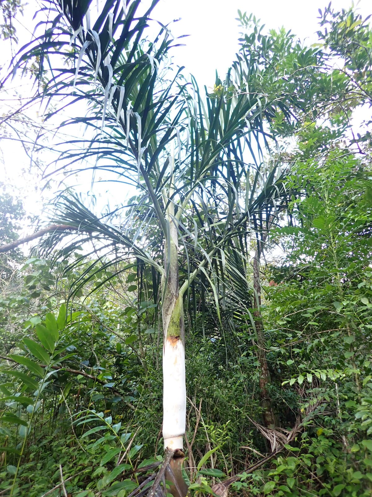 Botanical specimen of Chrysalidocarpus Mananjarensis.