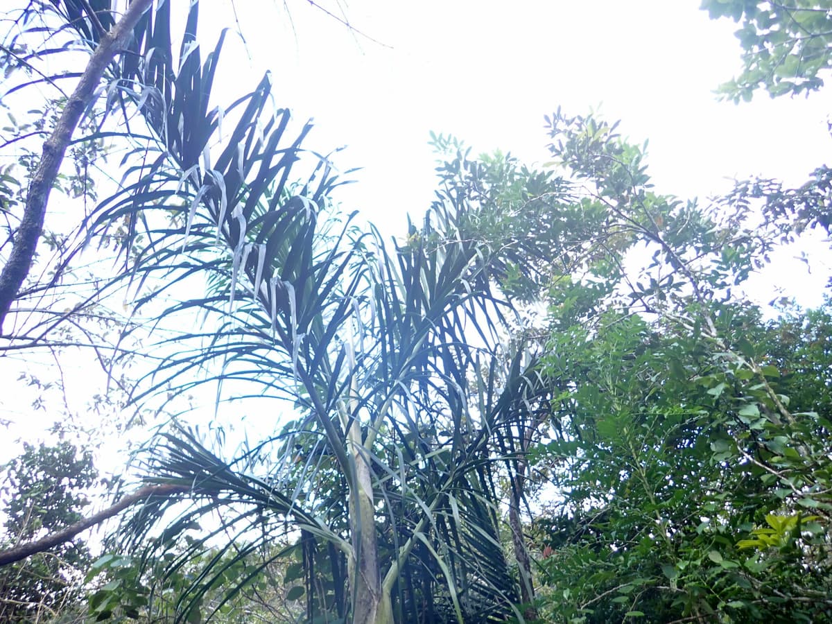 Botanical specimen of Chrysalidocarpus Mananjarensis.