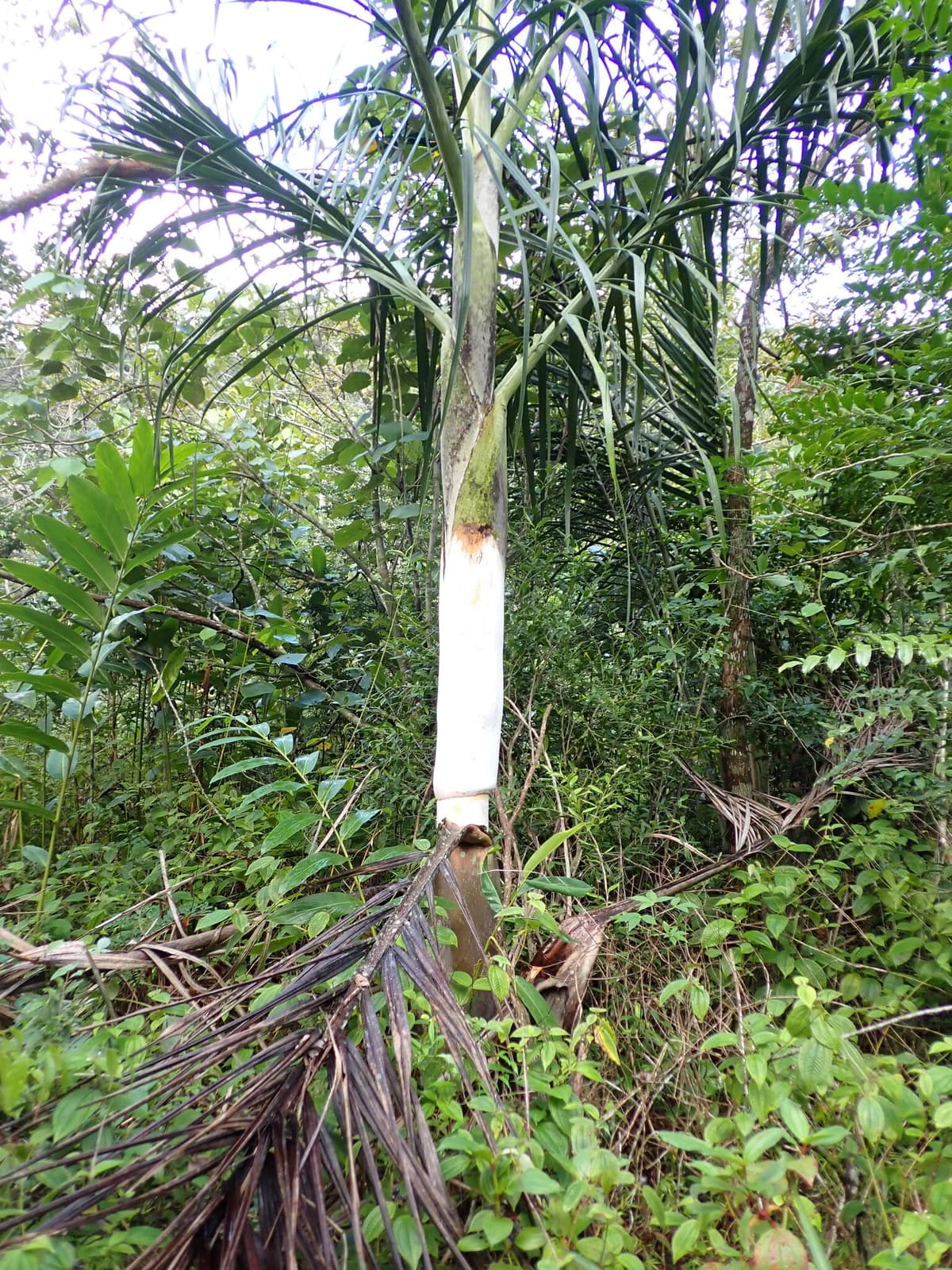 Botanical specimen of Chrysalidocarpus Mananjarensis.