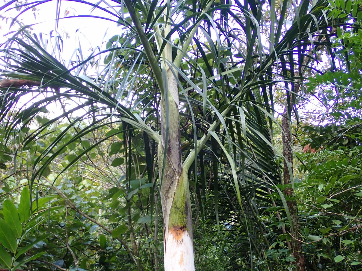 Botanical specimen of Chrysalidocarpus Mananjarensis.