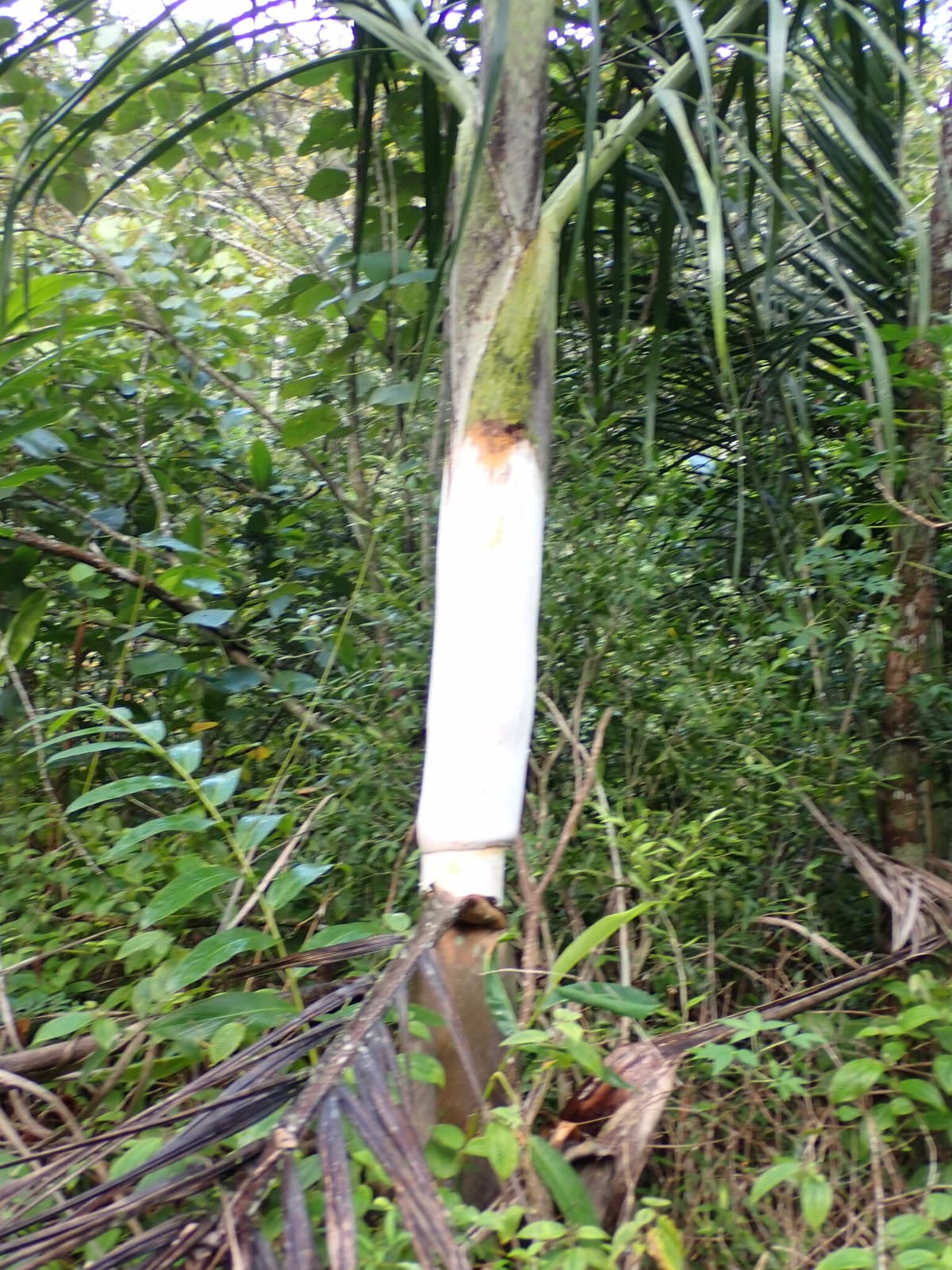 Botanical specimen of Chrysalidocarpus Mananjarensis.