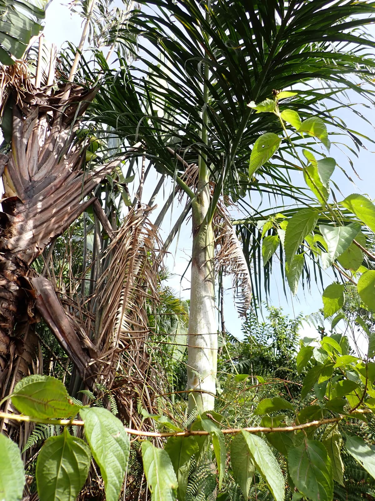 Botanical specimen of Chrysalidocarpus Mananjarensis.