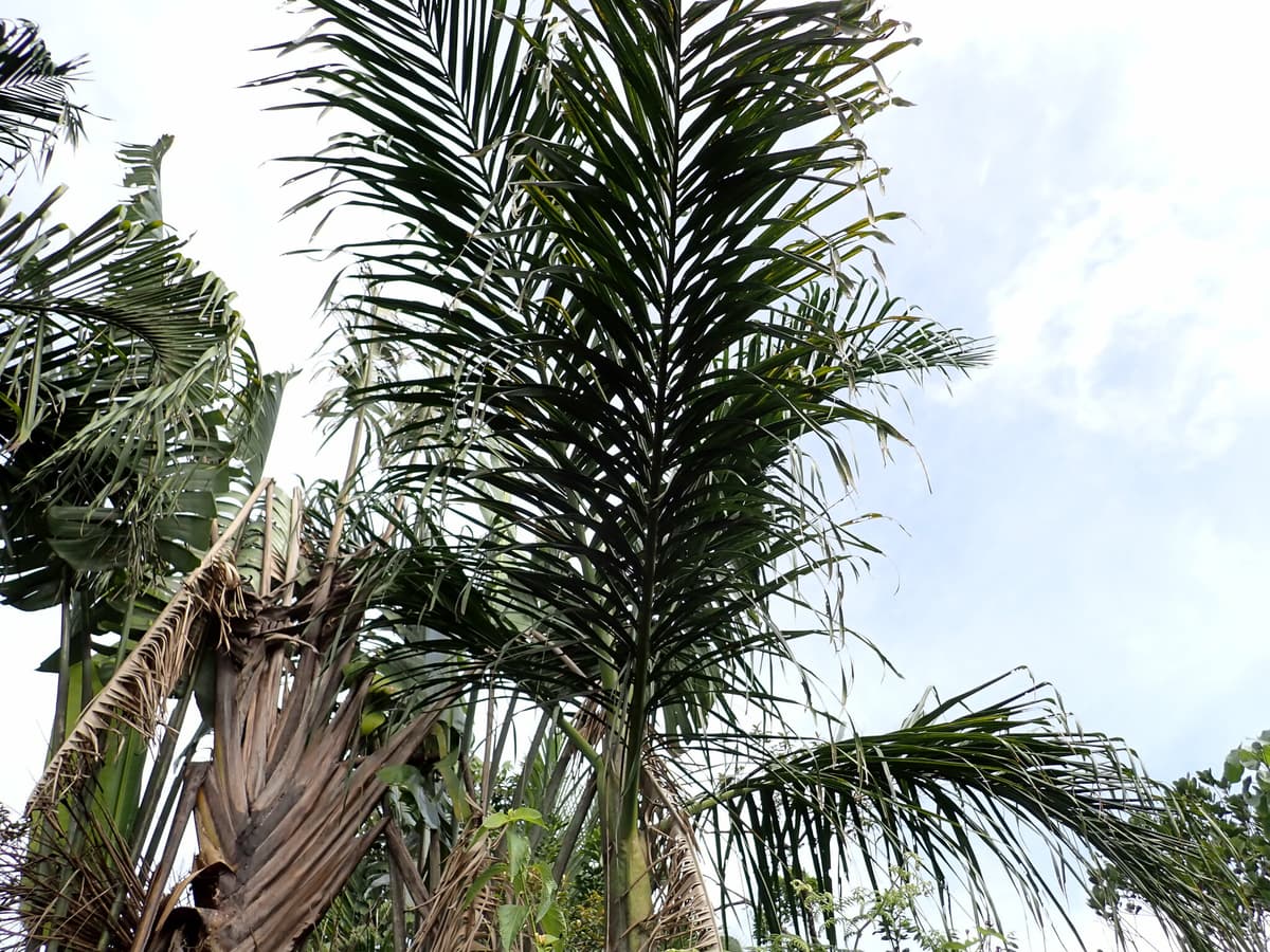 Botanical specimen of Chrysalidocarpus Mananjarensis.