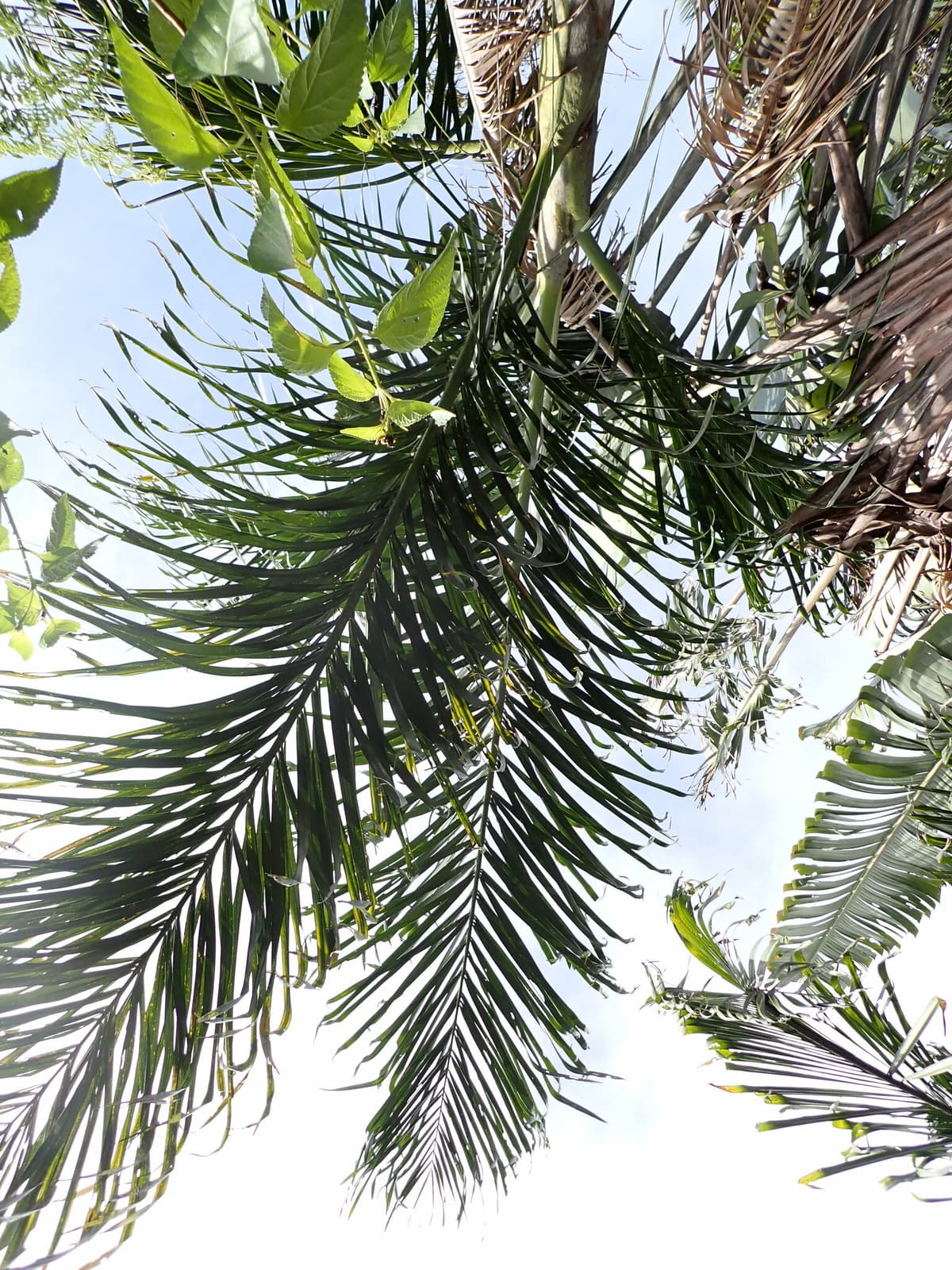 Botanical specimen of Chrysalidocarpus Mananjarensis.