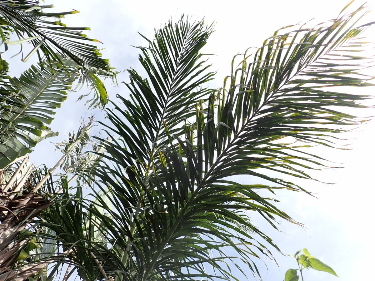 Botanical specimen of Chrysalidocarpus Mananjarensis.