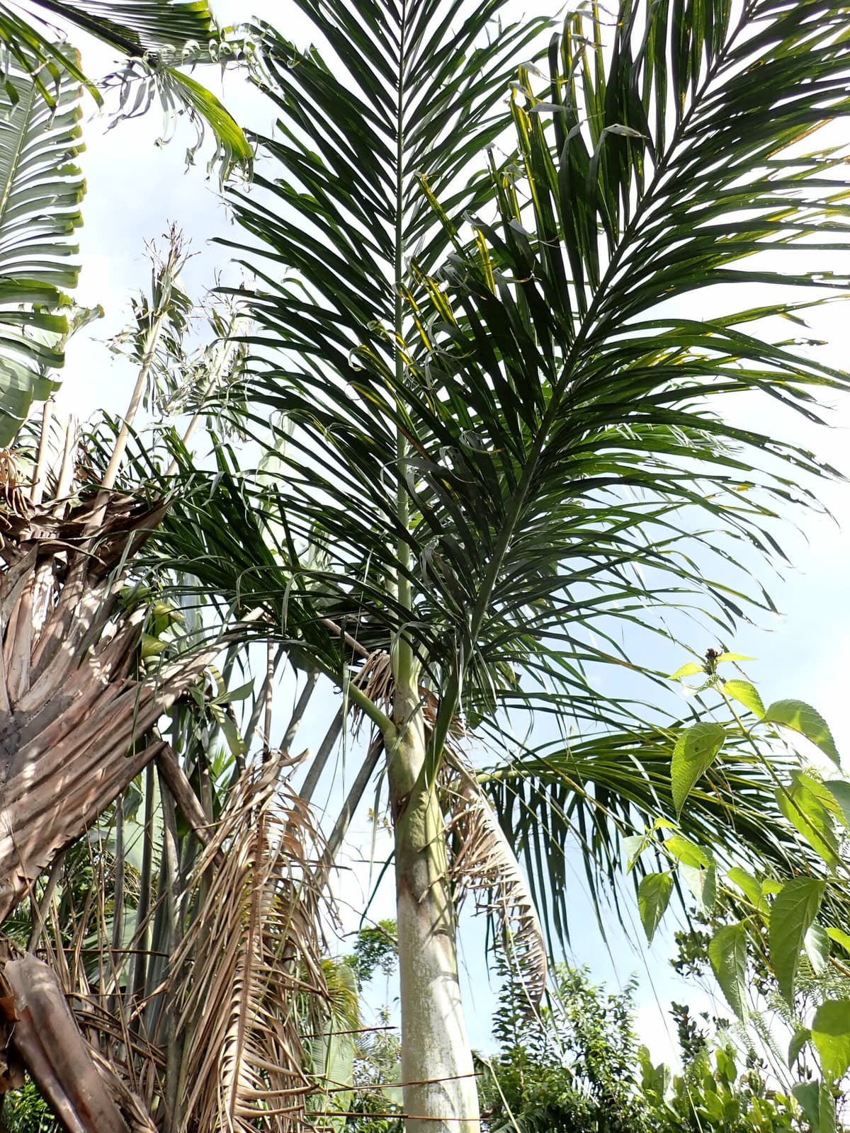 Botanical specimen of Chrysalidocarpus Mananjarensis.