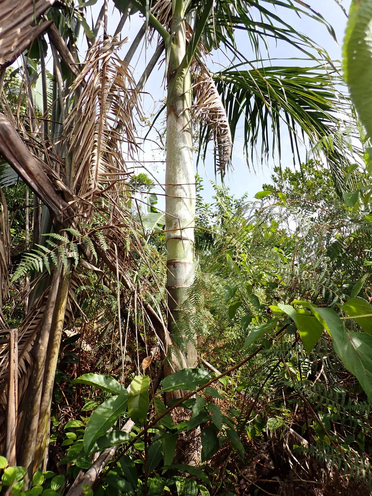 Botanical specimen of Chrysalidocarpus Mananjarensis.
